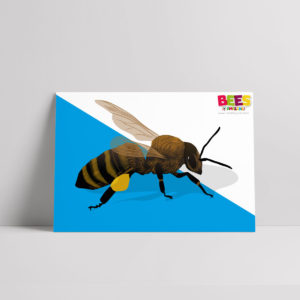 Bee with pollen on its leg poster