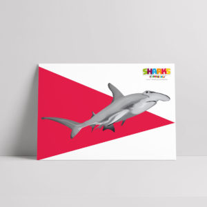 Hammerhead Shark Poster